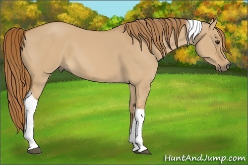 Horse Color: Red Dun Tobiano Rabicano 