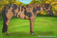 Horse Color:Brown Rabicano Brindle