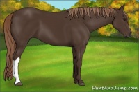 Horse Color:Liver Chestnut 