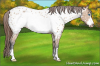 Horse Color:Bay Roan Dun Frame Appaloosa