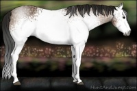 Horse Color:Gray White Spotted Buckskin 