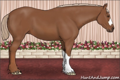 Horse Color: Chestnut 