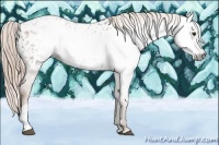 Horse Color:Gray Chestnut Appaloosa 