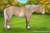 Horse Color:White Spotted Red Dun Frame