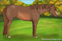 Horse Color:Liver Chestnut 