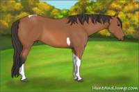 Horse Color:Bay Tobiano 