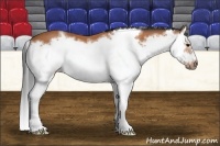 Horse Color:Bay Splash Frame 