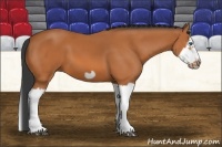 Horse Color:Bay Splash Frame