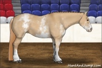 Horse Color:White Spotted Red Dun 
