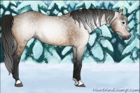 Horse Color:Gray Buckskin 
