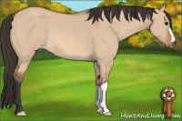 Horse Color:Bay Dun