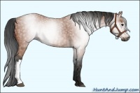 Horse Color:Gray Bay Roan Brindle