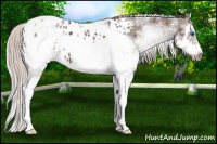 Horse Color:White Spotted Silver Black Splash Frame Appaloosa 
