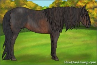 Horse Color:Brown Rabicano  Brindle