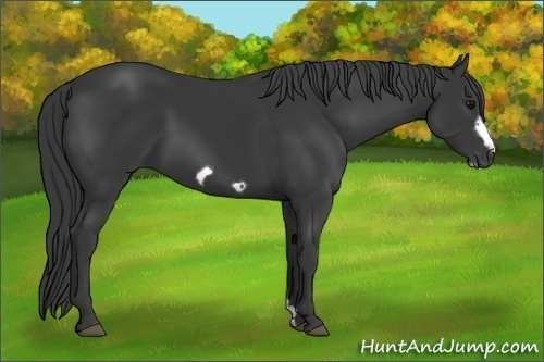 Horse Color: Black Frame 