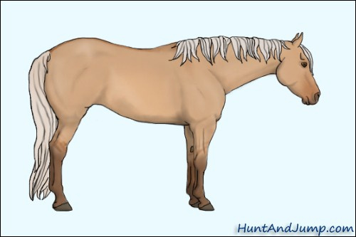 Horse Color: Unknown 