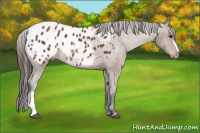 Horse Color:Bay Appaloosa Rabicano