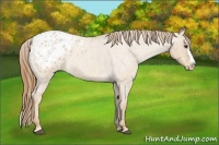 Horse Color:Red Dun Roan Splash Appaloosa 