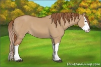 Horse Color:Red Dun Splash 