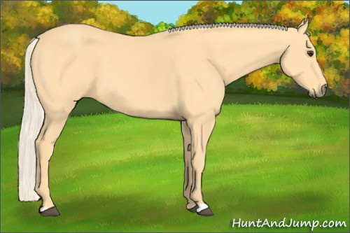 Horse Color: Palomino 