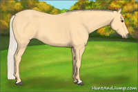Horse Color:Palomino 
