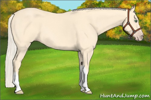Horse Color:Gold Cream Champagne