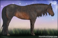 Horse Color:Brown Rabicano  Brindle