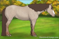 Horse Color:Classic Champagne Dun 