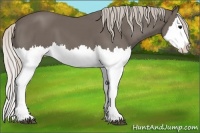 Horse Color:Silver Black Splash 