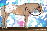 Horse Color:Chestnut Appaloosa 