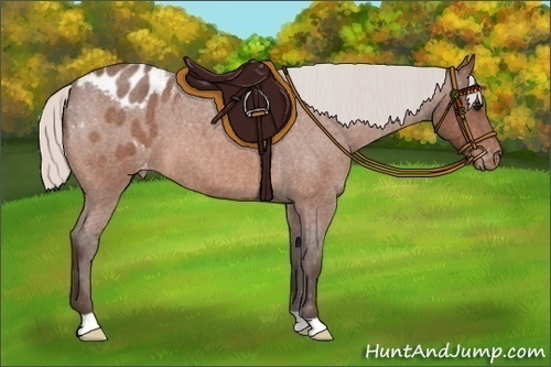 Horse Color:Silver Bay Roan Appaloosa 