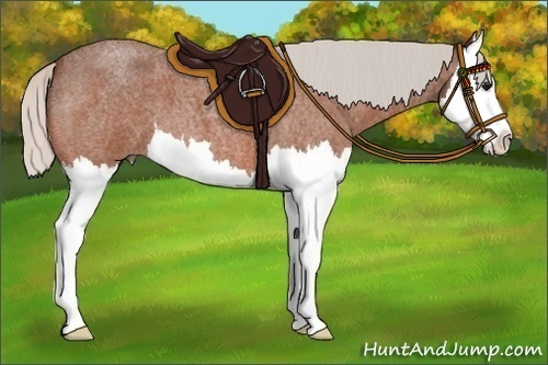 Horse Color:Silver Bay Roan Splash 