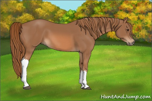 Horse Color: Chestnut 