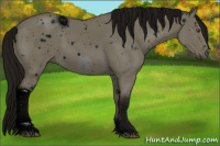 Horse Color:ERROR: UNKNOWN ANOMALY