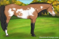 Horse Color:Bay Frame 