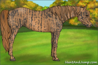 Horse Color:Black  Brindle
