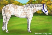 Horse Color:Silver Buckskin Ice Splash 