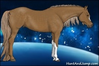 Horse Color:Chocolate Palomino 