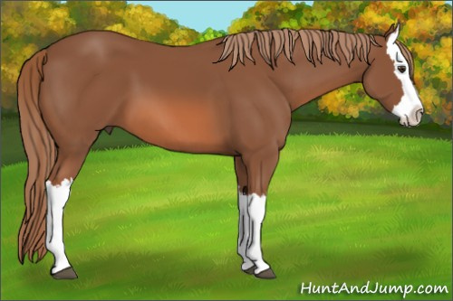 Horse Color: Liver Chestnut Splash 