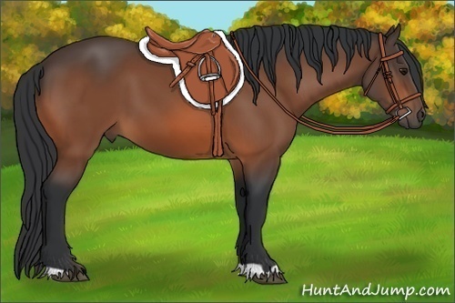 Horse Color: Bay 