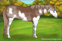 Horse Color:Liver Chestnut Splash 