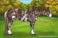 Horse Color:White Spotted Liver Chestnut Frame 