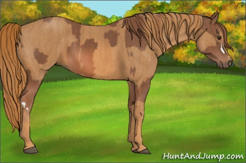 Horse Color: Chestnut  Brindle
