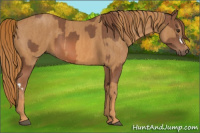 Horse Color:Chestnut Brindle
