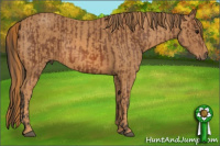 Horse Color:Bay  Brindle