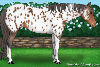 Horse Color:Bay Tobiano Appaloosa 