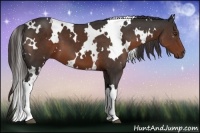 Horse Color:White Spotted Liver Chestnut 