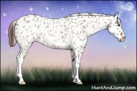 Horse Color:Bay Roan Dun Near Leopard 