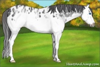 Horse Color:Black Ice Splash Frame Appaloosa 