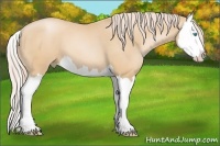 Horse Color:Palomino Pearl Splash 